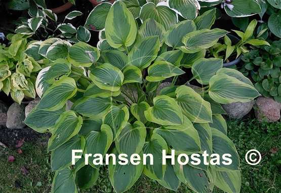 Hosta Parky's Prize
