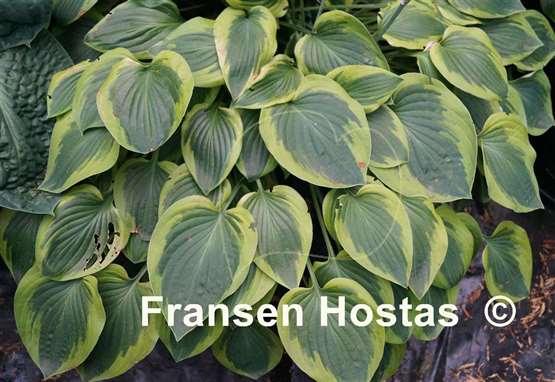 Hosta Parky's Prize