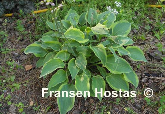 Hosta Parky's Prize