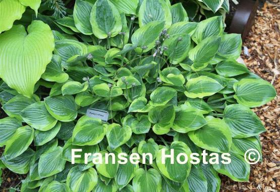 Hosta Parky's Prize