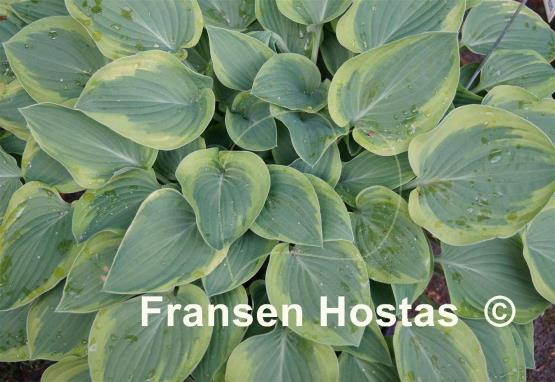 Hosta Parky's Prize