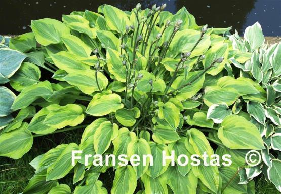 Hosta Parky's Prize