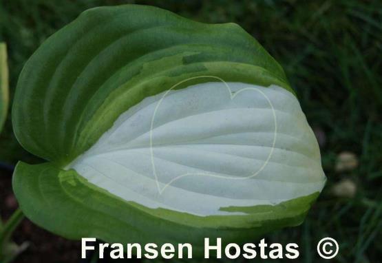 Hosta Parthenon