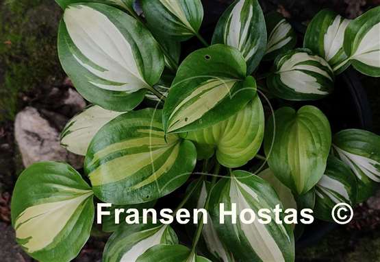 Hosta Parthenon