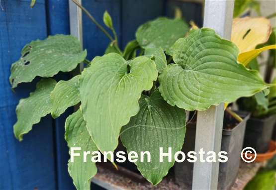 Hosta Party Favor