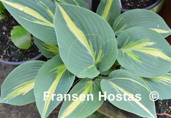 Hosta Party Popper