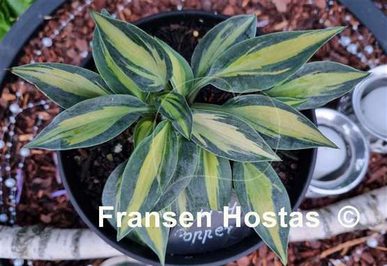 Hosta Party Popper