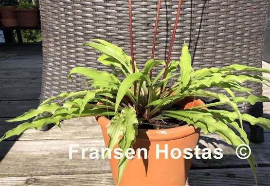 Hosta Party Streamers