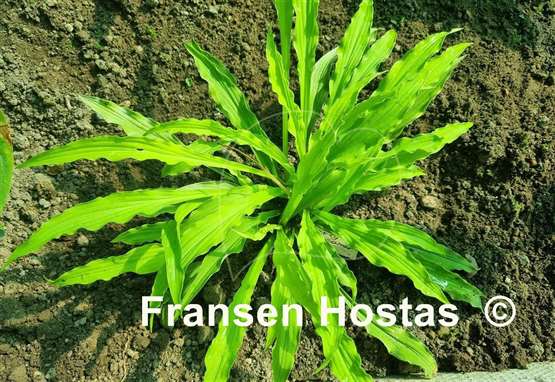 Hosta Party Streamers