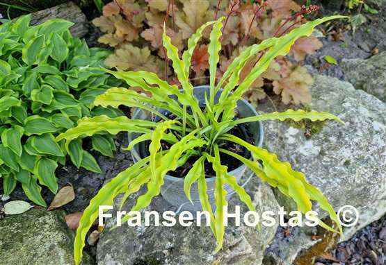 Hosta Party Streamers