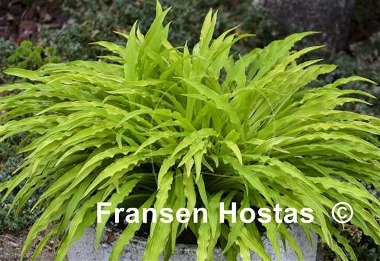 Hosta Party Streamers