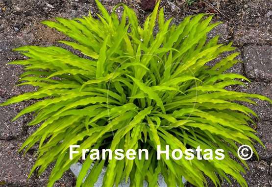 Hosta Party Streamers