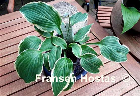 Hosta Party Trimmings