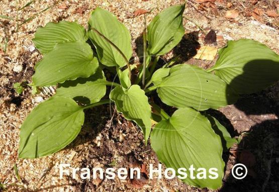 Hosta Party Favor