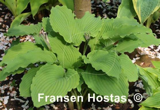 Hosta Party Favor