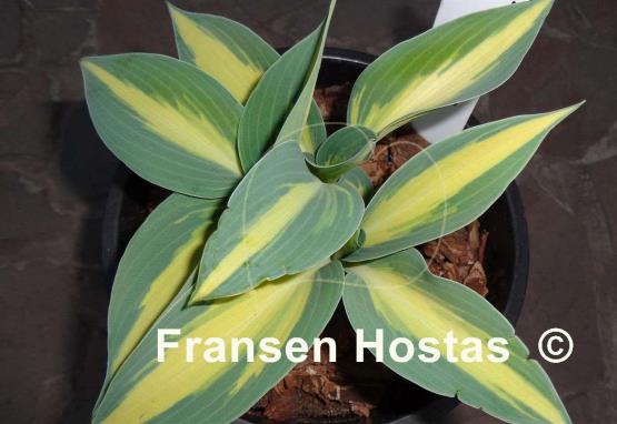 Hosta Party Popper
