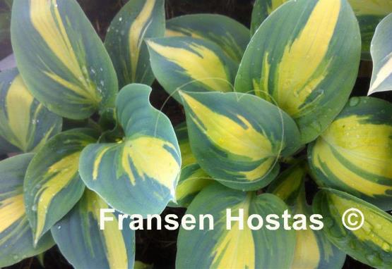 Hosta Party Popper