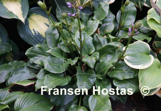 Hosta Party Time