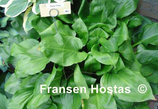 Hosta Party Time