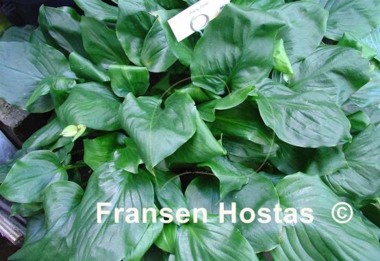 Hosta Party Time