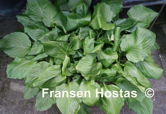Hosta Party Time