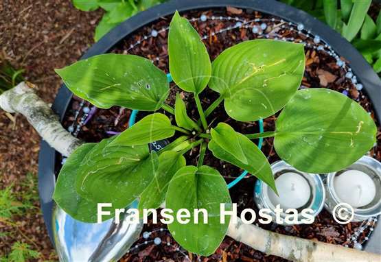 Hosta Pastures Green