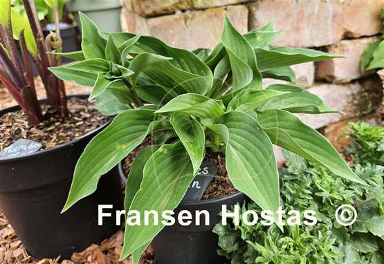 Hosta Pastures Green