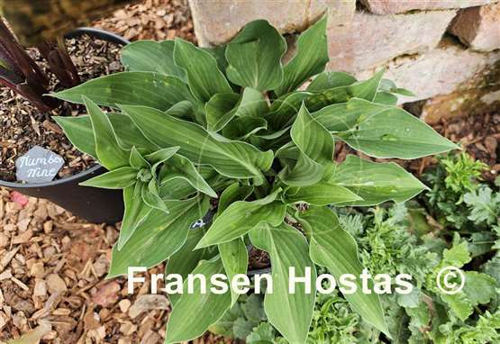 Hosta Pastures Green