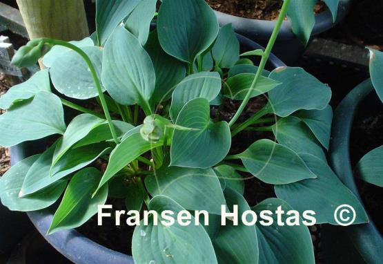 Hosta Pastures New