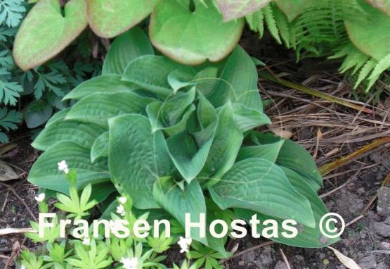 Hosta Pastures New