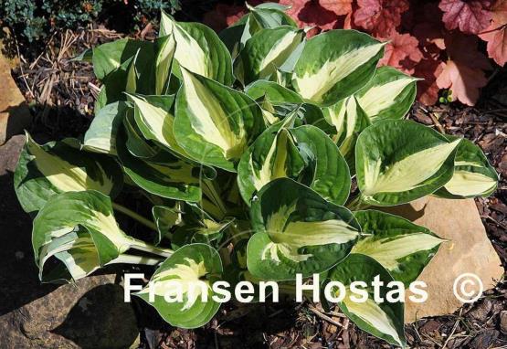 Hosta Pathfinder