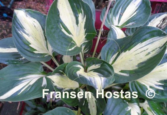 Hosta Pathfinder