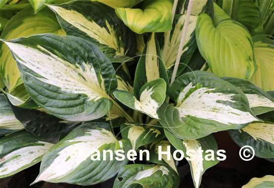 Hosta Pathfinder