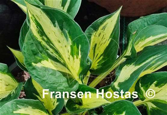 Hosta Pathfinder