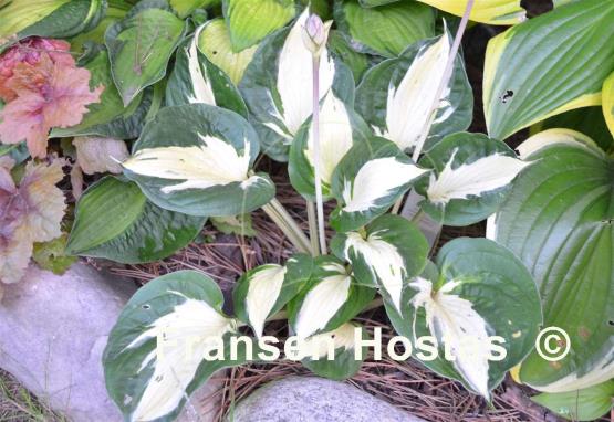 Hosta Pathfinder