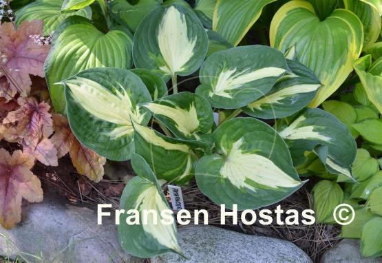 Hosta Pathfinder