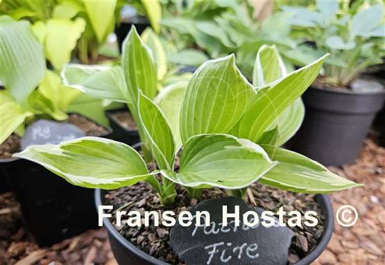 Hosta Patriot's Fire