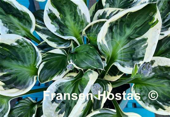 Hosta Patriot