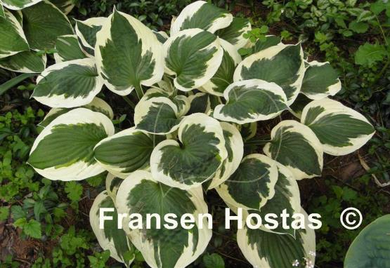 Hosta Patriot