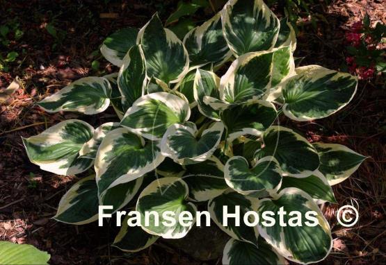 Hosta Patriot