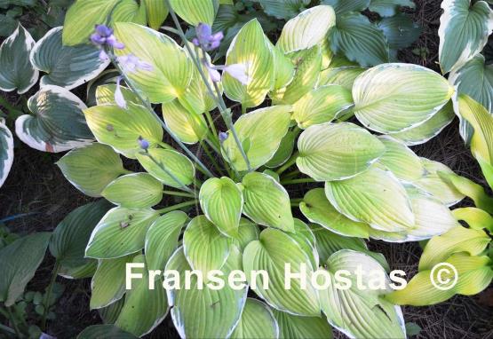 Hosta Patriot's Fire