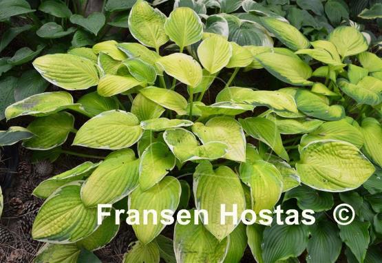 Hosta Patriot's Fire