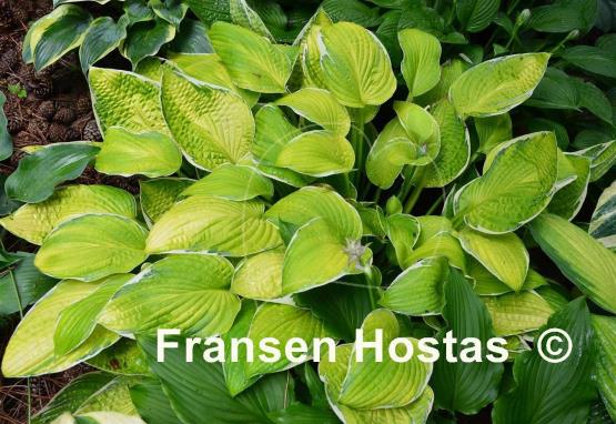 Hosta Patriot's Fire