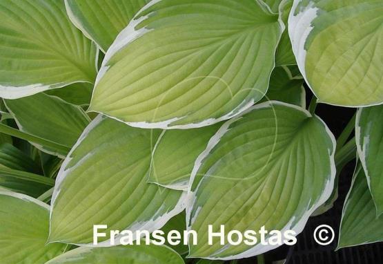 Hosta Patriot's Fire