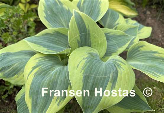Hosta Paul Vernooij