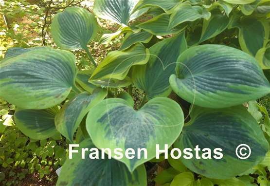 Hosta Paul Vernooij