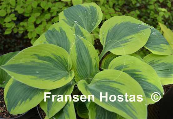 Hosta Paul Vernooij