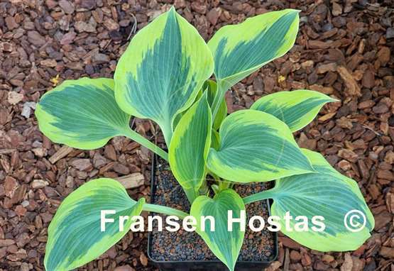 Hosta Paul Vernooij