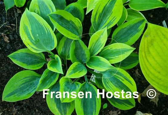 Hosta Paul Vernooij
