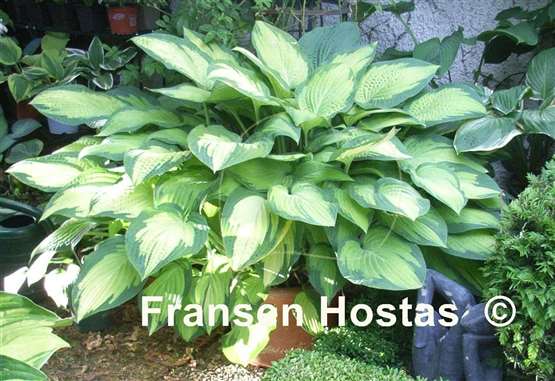 Hosta Paul's Glory